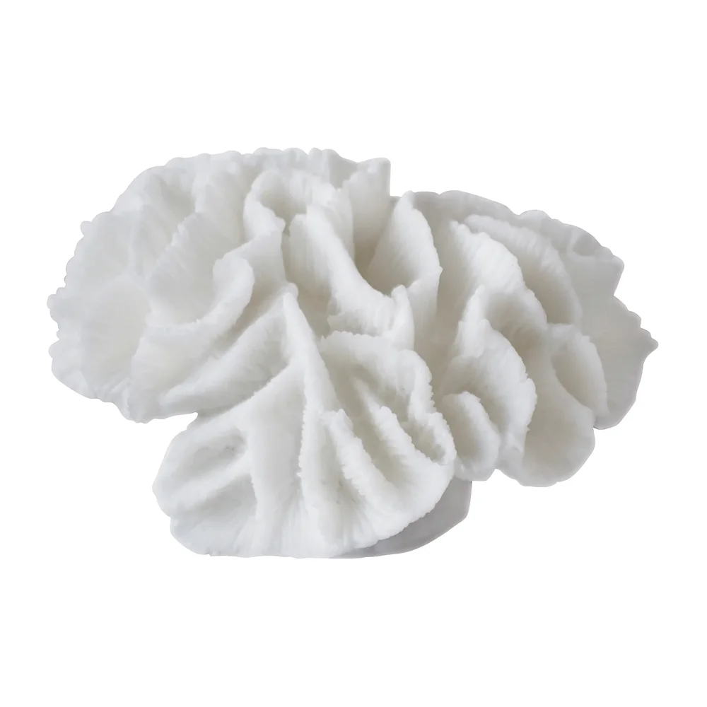 Coral gills v:2012613 Coral gills v:2012613